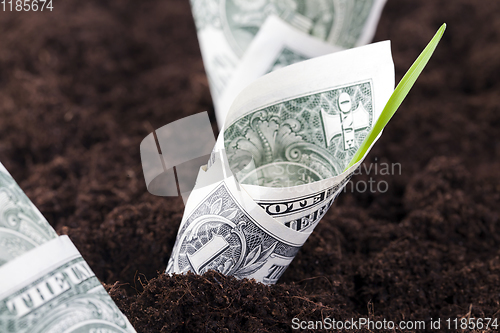 Image of planted one-dollar bills