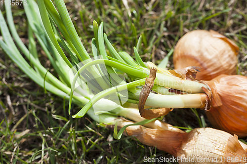 Image of Sprouted orange onion