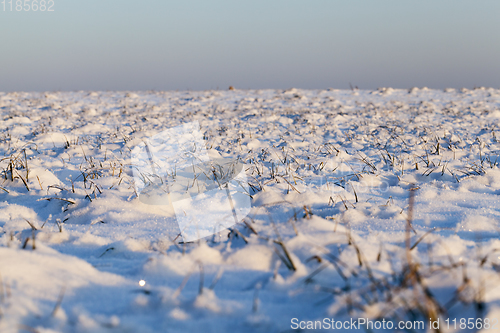 Image of Grass under the snow