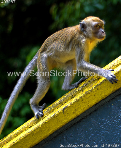 Image of Macaque monkey