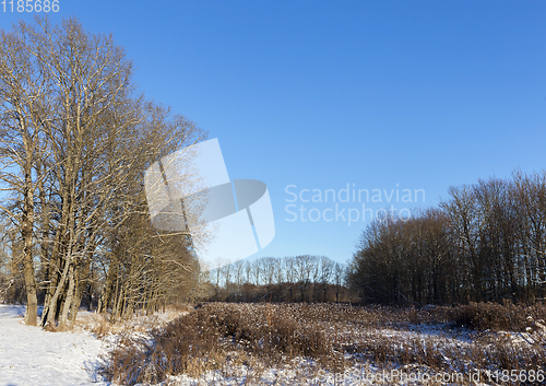 Image of winter forest, sunny weather