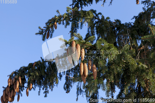 Image of young cones fir