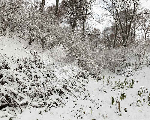 Image of Winter park with snow