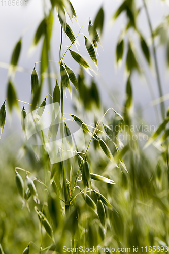 Image of green young oat