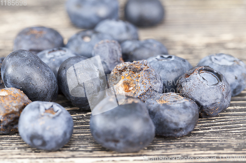 Image of mold and fungus blueberries