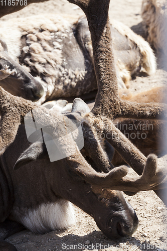 Image of the head and horns of the reindeer