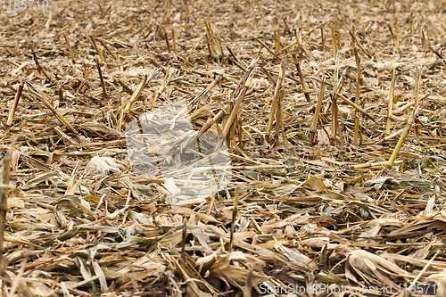 Image of husks and leaves of corn