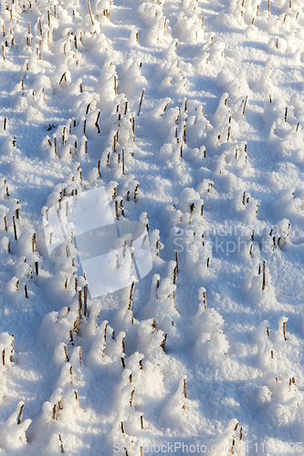 Image of Field in the snow