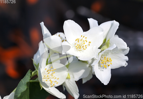 Image of beautiful and fragrant jasmine flowers