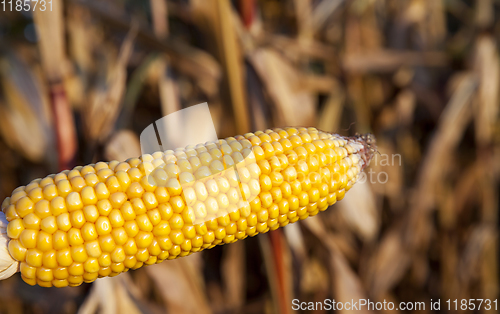 Image of one Ripe corn cob