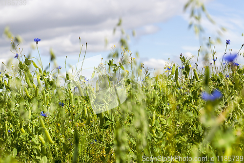 Image of field of green peas