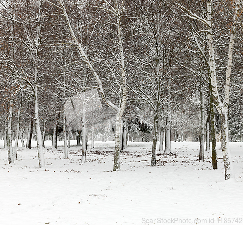 Image of Forest in winter