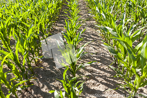 Image of long rows of low young corn