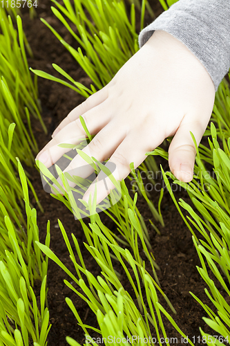 Image of young wheat