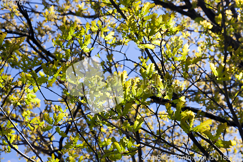 Image of crown of oak