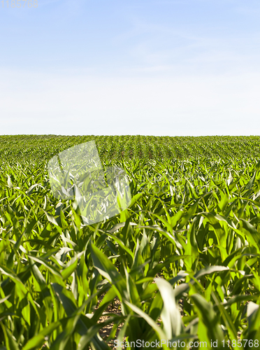 Image of fresh green corn foliage