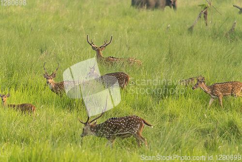 Image of Sika or spotted deers herd in the elephant grass
