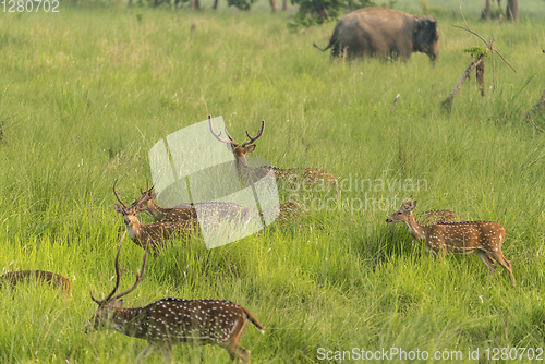 Image of Sika or spotted deers herd in the elephant grass