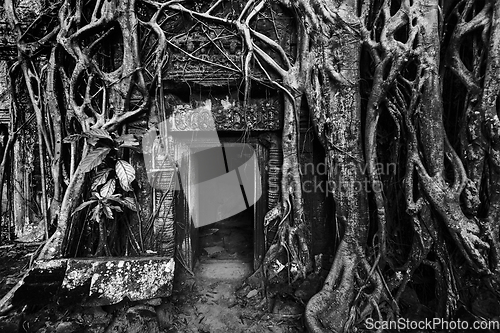 Image of Ancient stone door and tree roots, Angkor temple