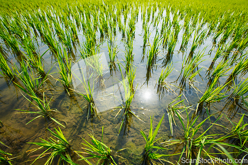 Image of Rice paddy