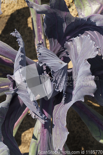 Image of cabbage purple