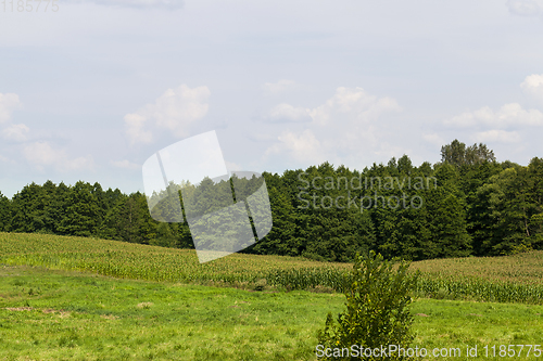 Image of summer landscape