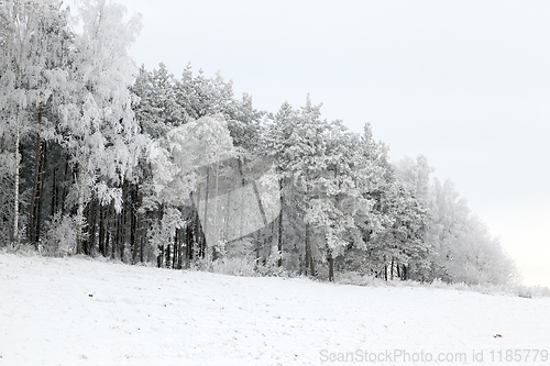 Image of Photographed winter forest ,