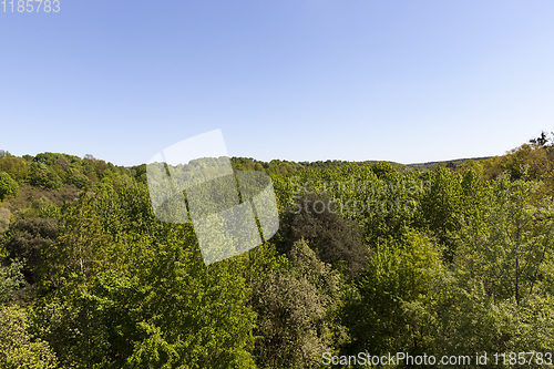 Image of mixed forest