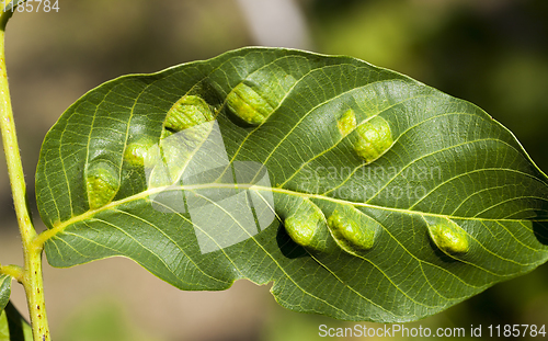 Image of struck foliage walnut mites