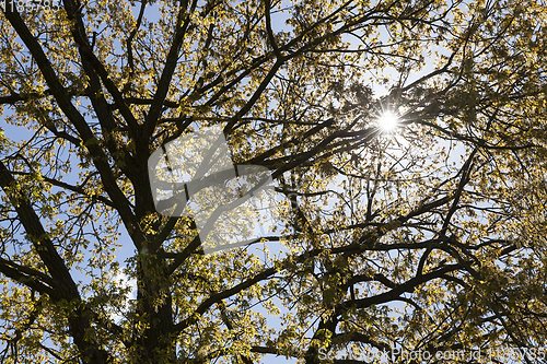 Image of crown of oak