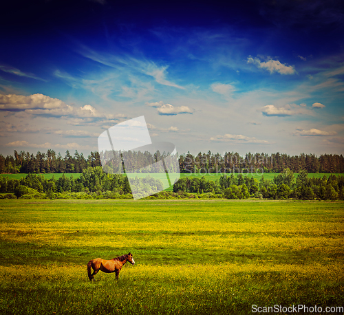 Image of Spring summer green field scenery lanscape with horse