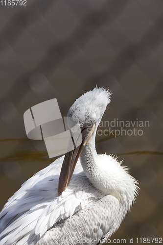 Image of white pelican