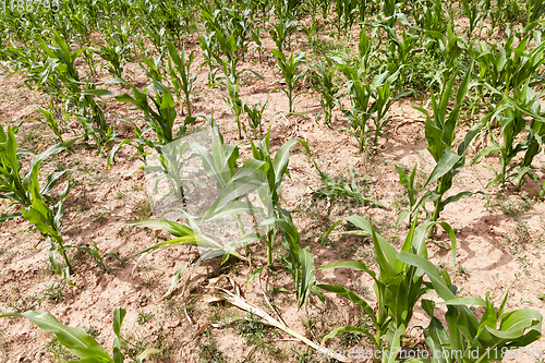 Image of green maize