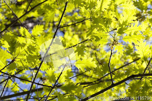 Image of oak leaves