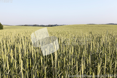 Image of An agricultural field with a crop