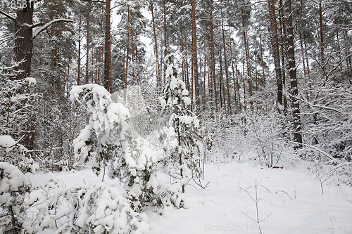 Image of Snow drifts in winter