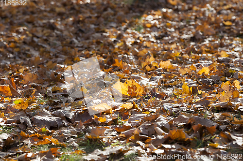 Image of fallen foliage