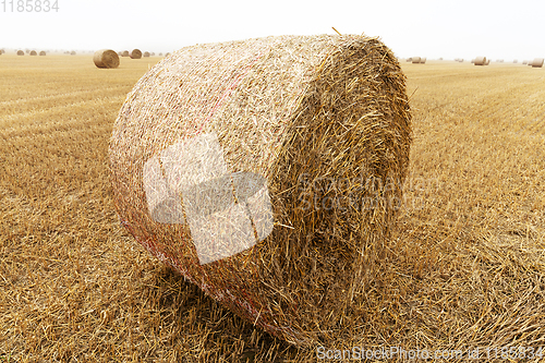 Image of cylindrical bales of straw