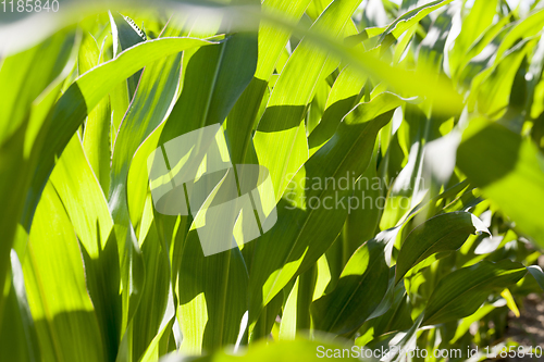 Image of green corn plants