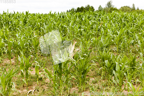 Image of green maize