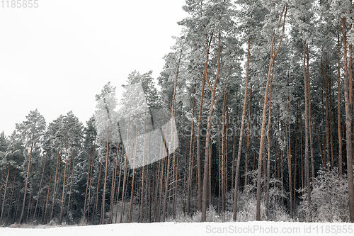 Image of Snow drifts in winter