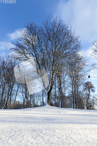 Image of Branches of a tree in the snow