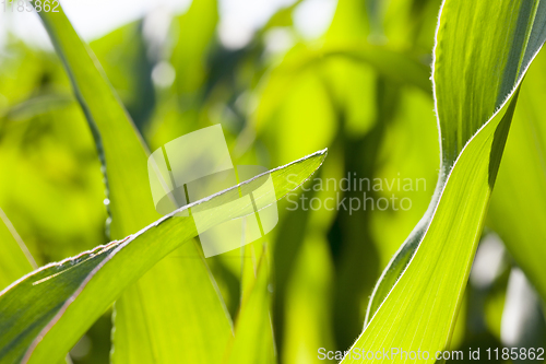 Image of green beautiful corn foliage close up agricultural