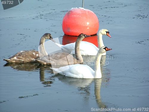 Image of Swans