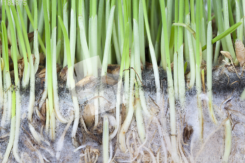 Image of wheat plants