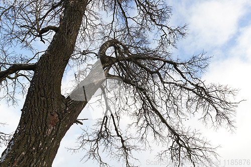 Image of tree without leaves