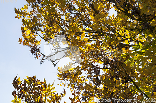 Image of yellowed ash foliage