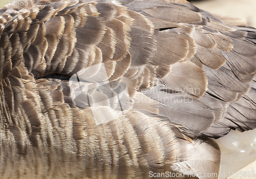 Image of one goose