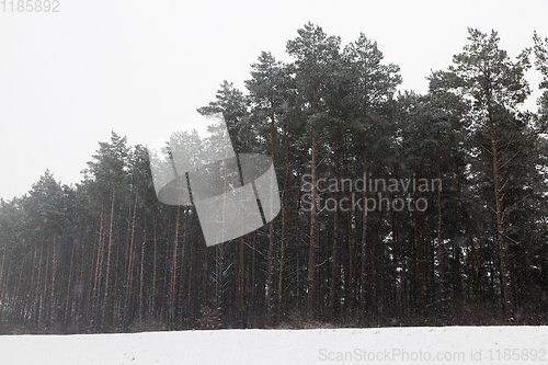 Image of Snow drifts in winter