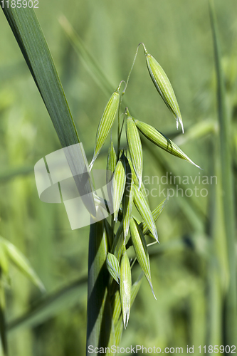 Image of green plants oats